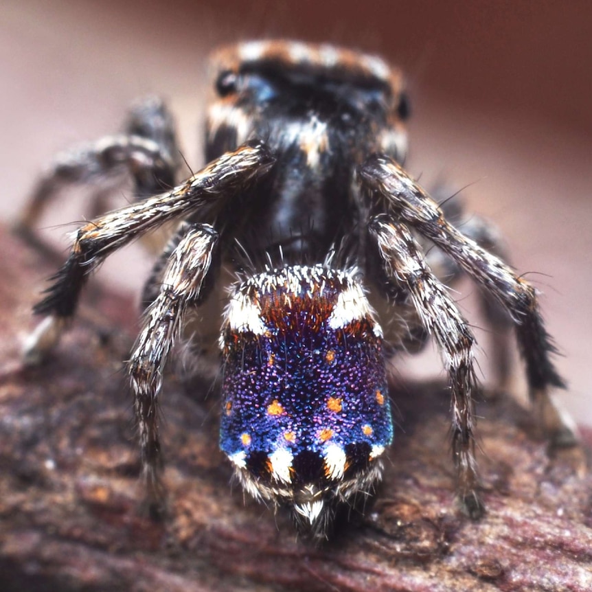 A close up photo of the maratus constellatus peacock spider.