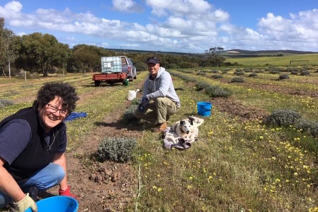 Lady and a man are planting lavender in a paddock