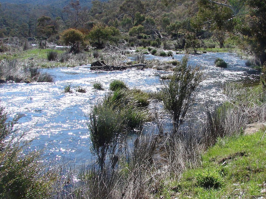 Snowy River flowing, November 2011