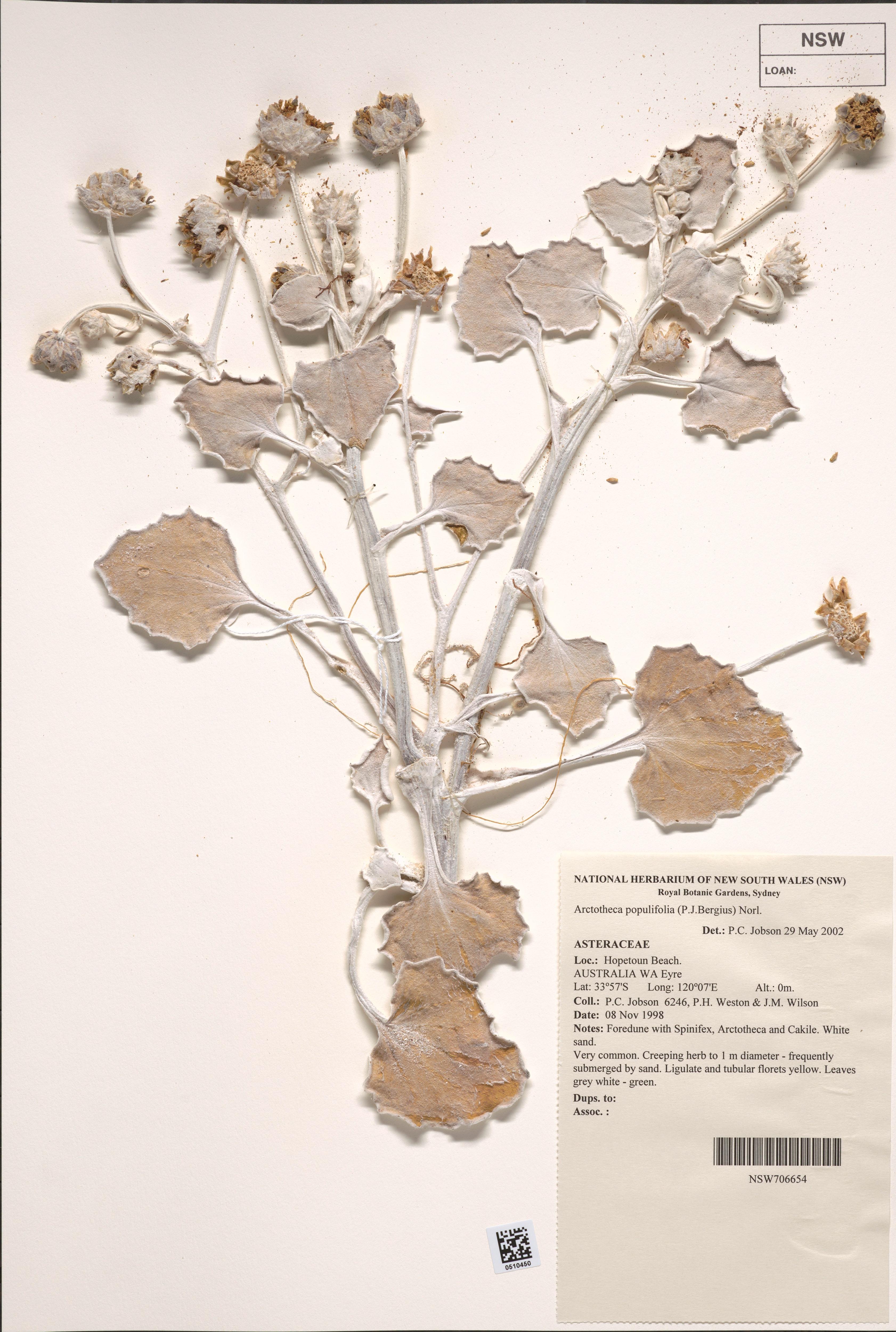 A photo of a pressed flower on a page, with accompanying information