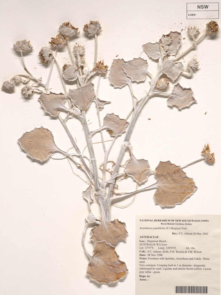 A photo of a pressed flower on a page, with accompanying information
