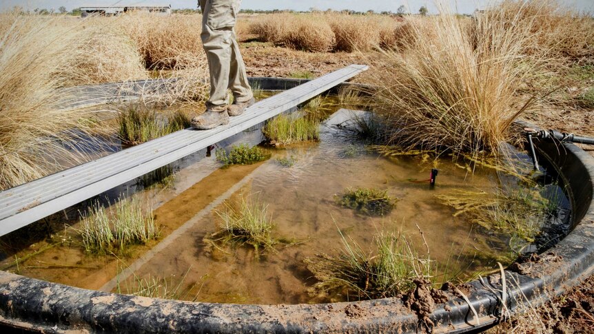 A man made pond of black plastic houses one of six reserve populations of the near extinct red-finned blue-eye.