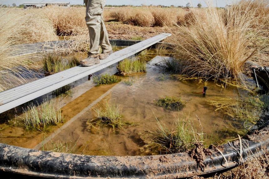 A man made pond of black plastic houses one of six reserve populations of the near extinct red-finned blue-eye.