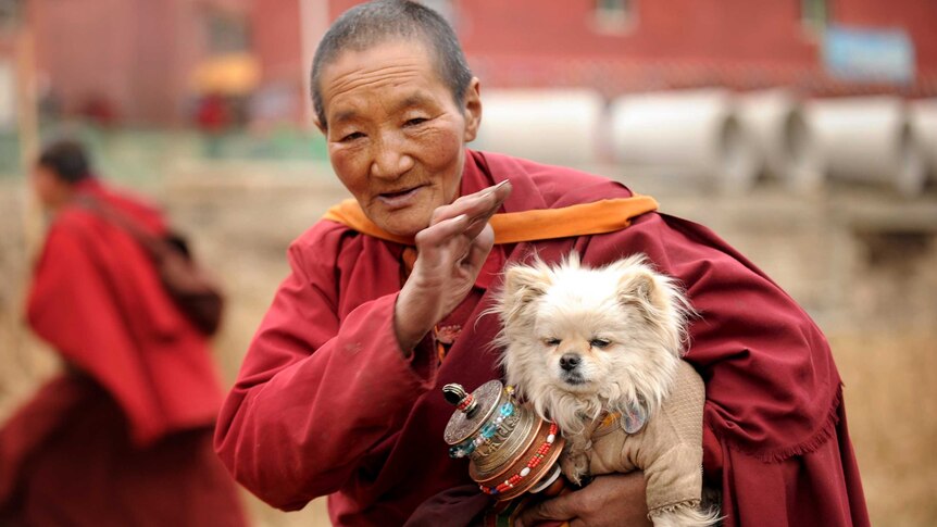 An elderly Buddhist nun carries her dog at Seda Monastery.
