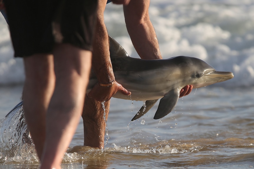 A man lifts a baby dolphin back into the sea.