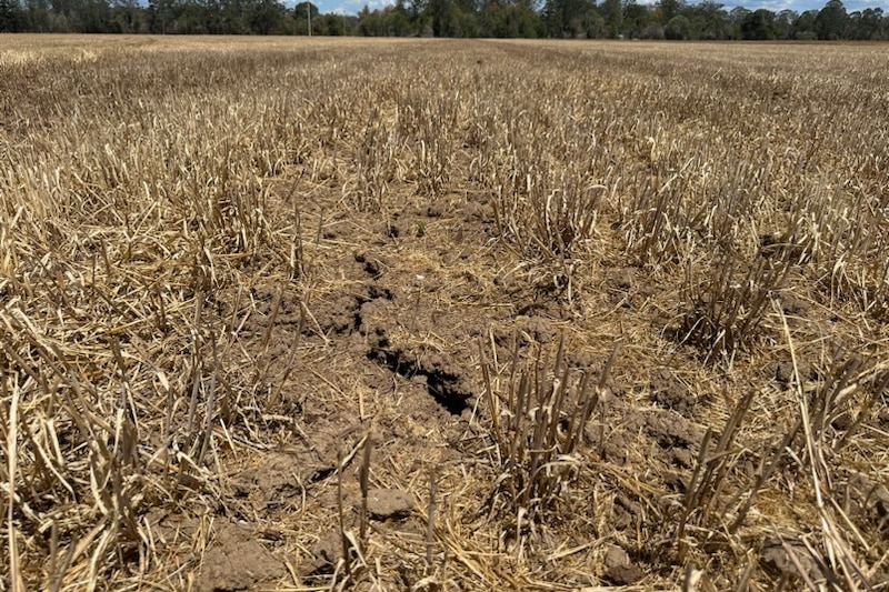 Cracks in paddocks highlight the lack of moisture in North Coast soils.