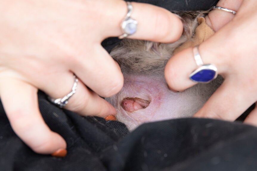 A close-up of a baby bettong inside its mothers pouch 