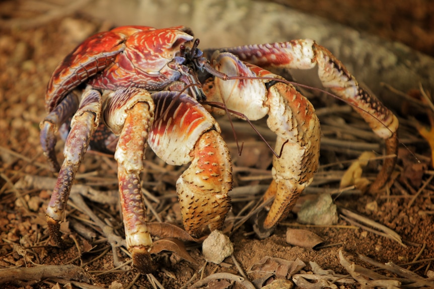 A red crab with long, thick legs walks over soil and leaves.