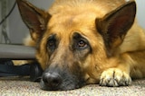 A german shepherd dog with big sad looking eyes