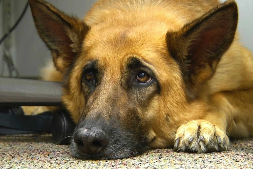 A german shepherd dog with big sad looking eyes