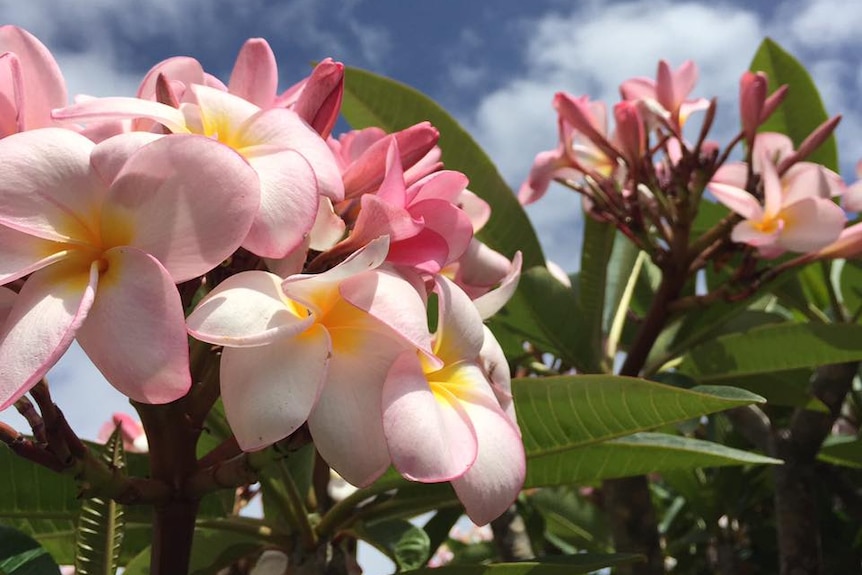 Pink frangipani flowers