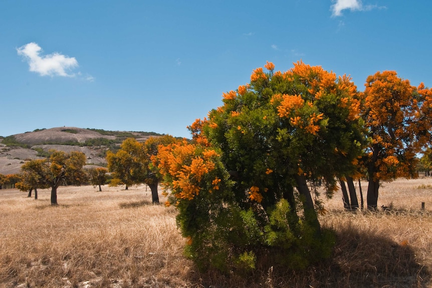 Nuytsia floribunda, the Australian mistletoe, in bloom in Western Australia.