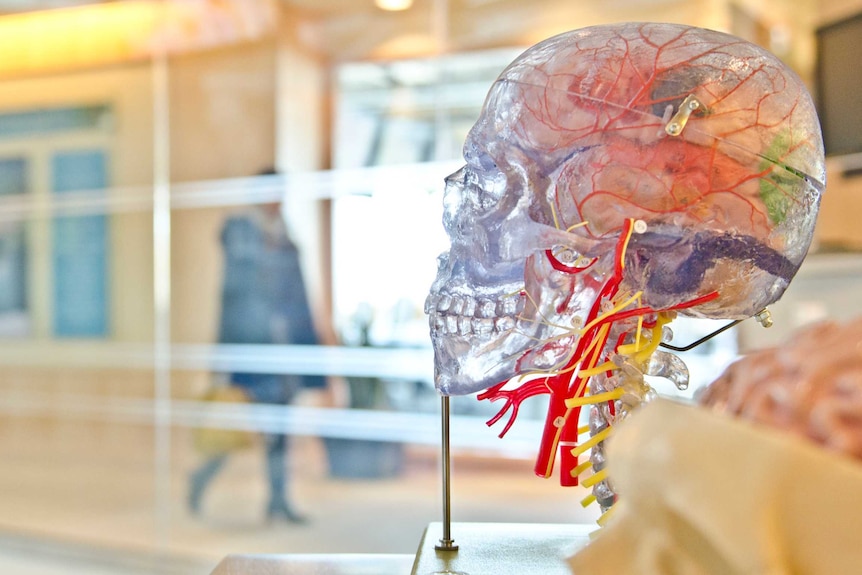 Model of brain inside human skull