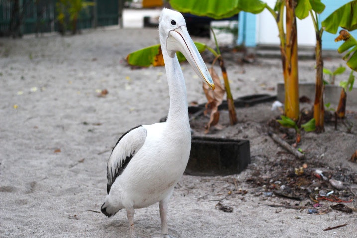 A midshot of a pelican.
