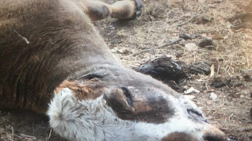 A dead cow laying in a field with its ears and tongue removed.