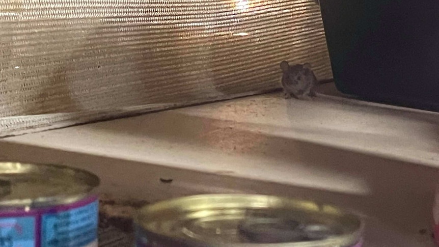 A mouse can be seen behind tins on a supermarket shelf