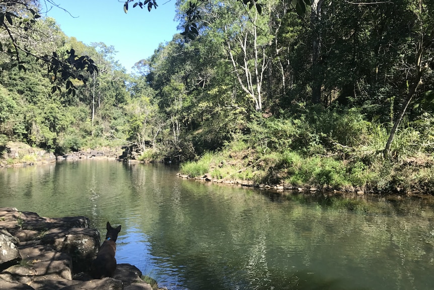 A kelpie looks over a beautiful waterway surrounded by bush.