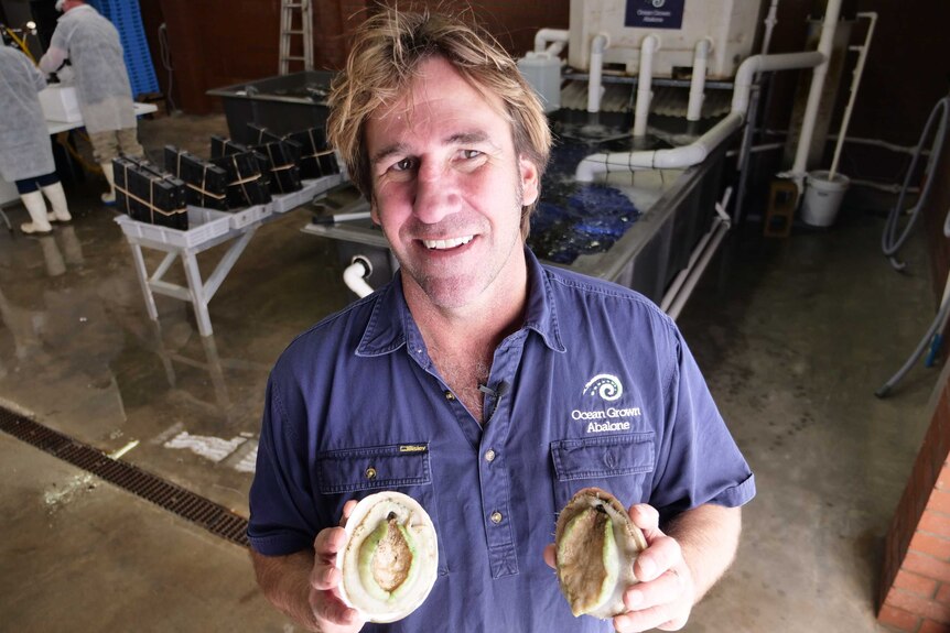 Ocean Grown Abalone's Brad Adams stands in a processing facility in Augusta.