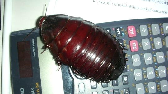 A pet burrowing cockroach, owned by University of Sydney entomologist Dr Tanya Latty.