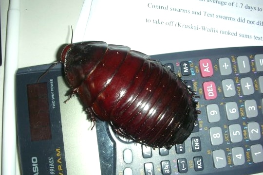 A pet burrowing cockroach, owned by University of Sydney entomologist Dr Tanya Latty.