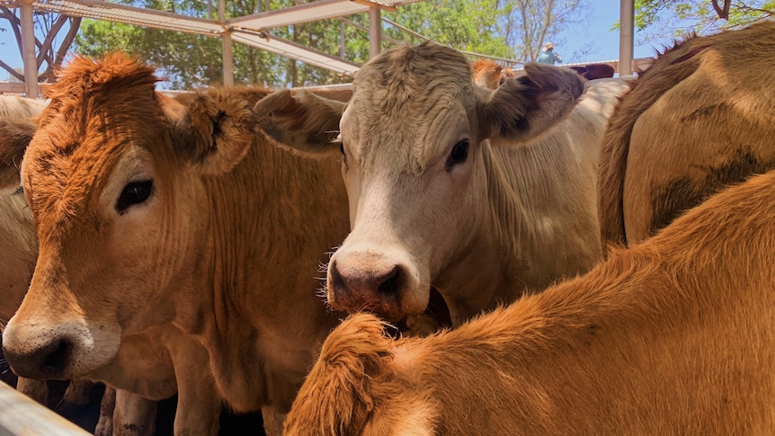 A mob of cattle in a pen at the Blackall saleyards