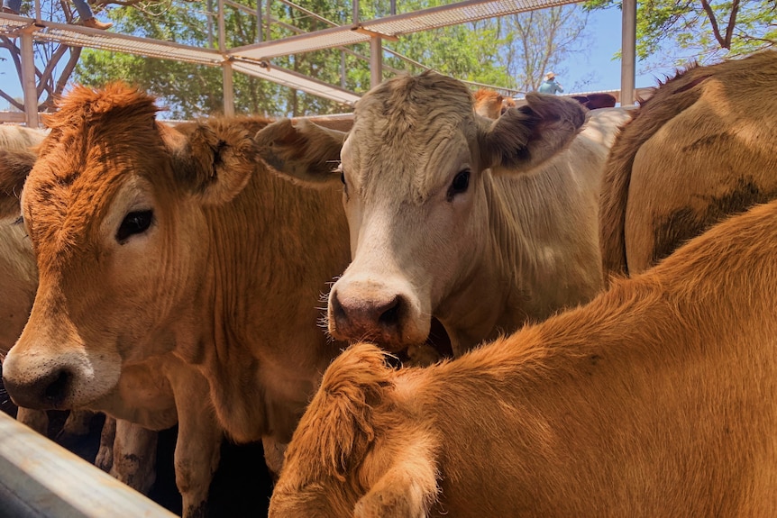 A mob of cattle in a pen at a sale yard.