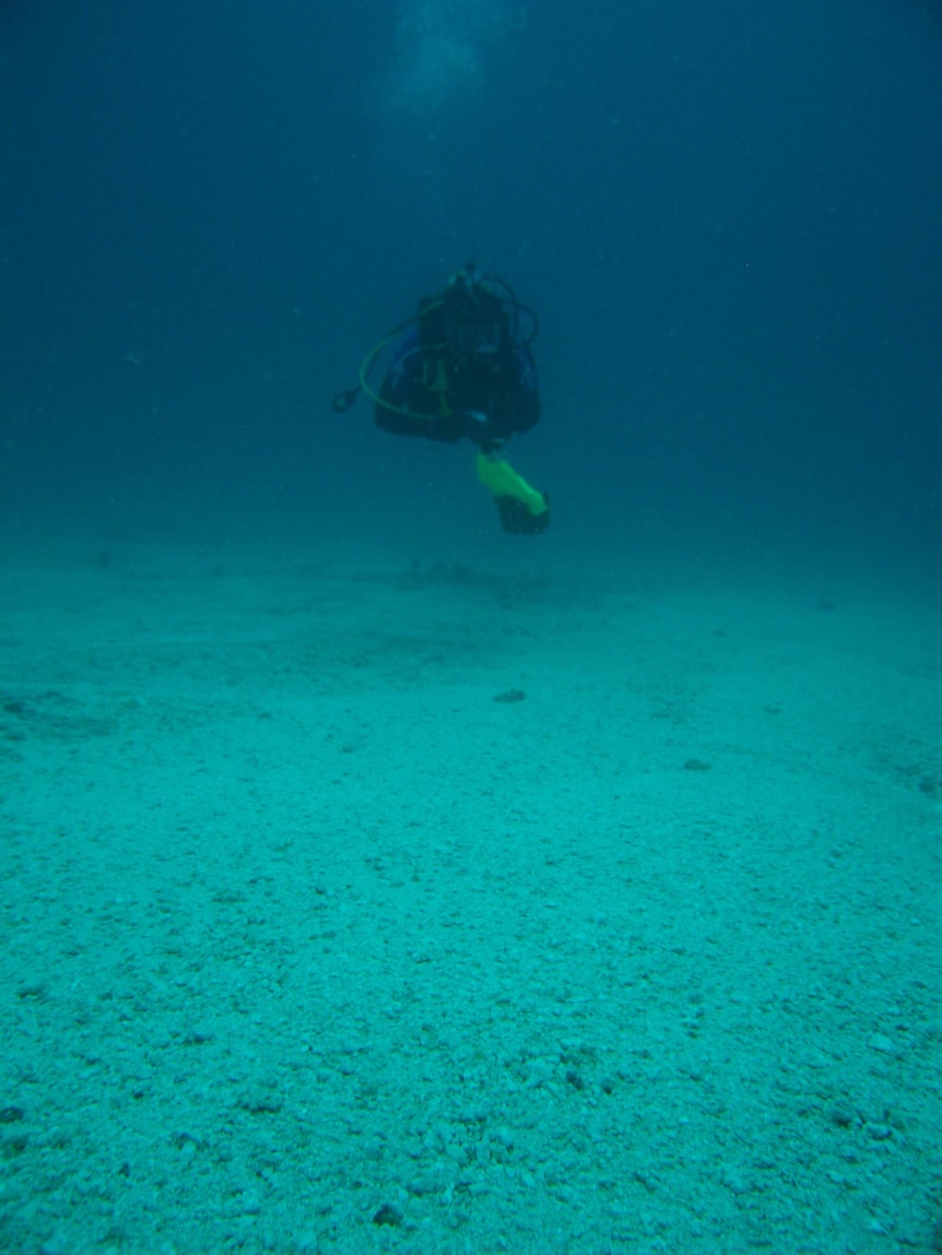 A diver swims towards the camera, inspecting the reef beneath them