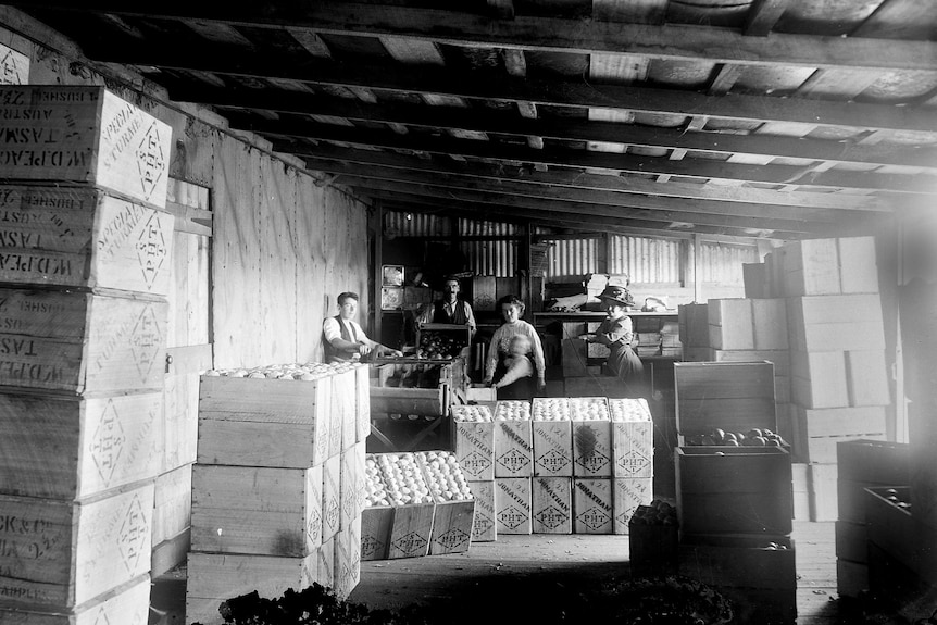 historic black and white photo of an apple packing shed with wooden boxes and people in old clothes