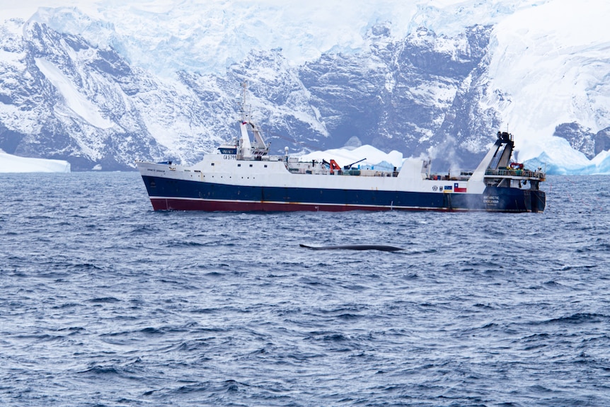 A krill processing ship near a surfacing whale.