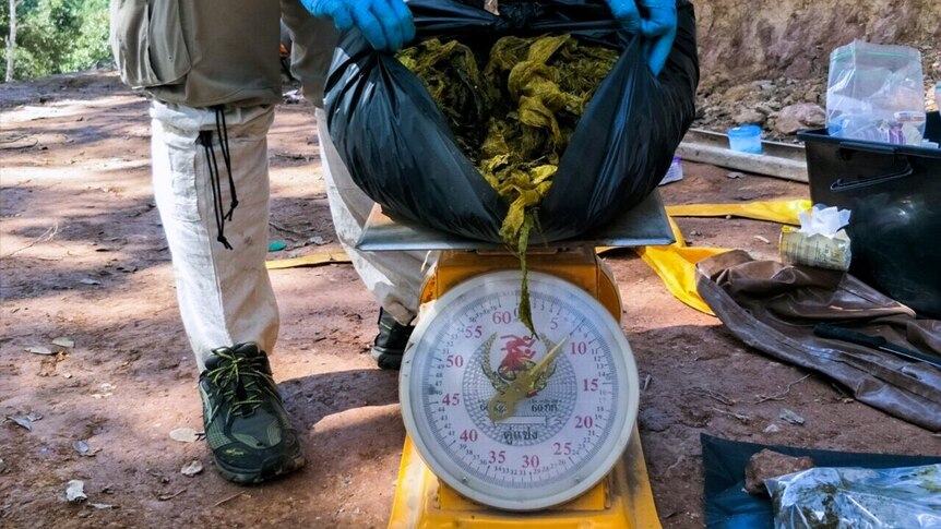 A vet holds a large plastic bag of plastic waste formerly lodged in a deer on top of a yellow scale weighing 7kg.