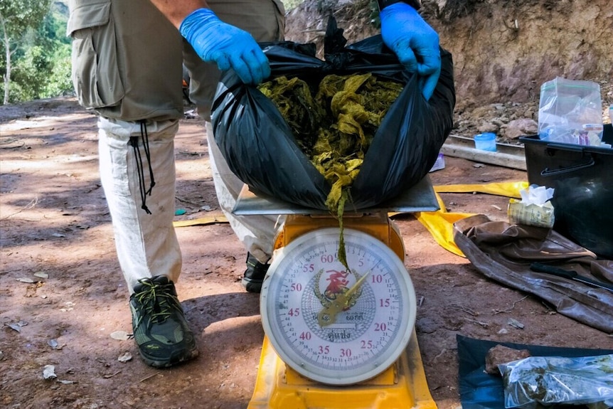 A vet holds a large plastic bag of plastic waste formerly lodged in a deer on top of a yellow scale weighing 7kg.