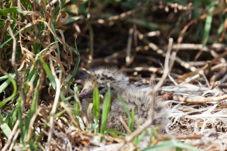 A seagull chick relies on camouflage.