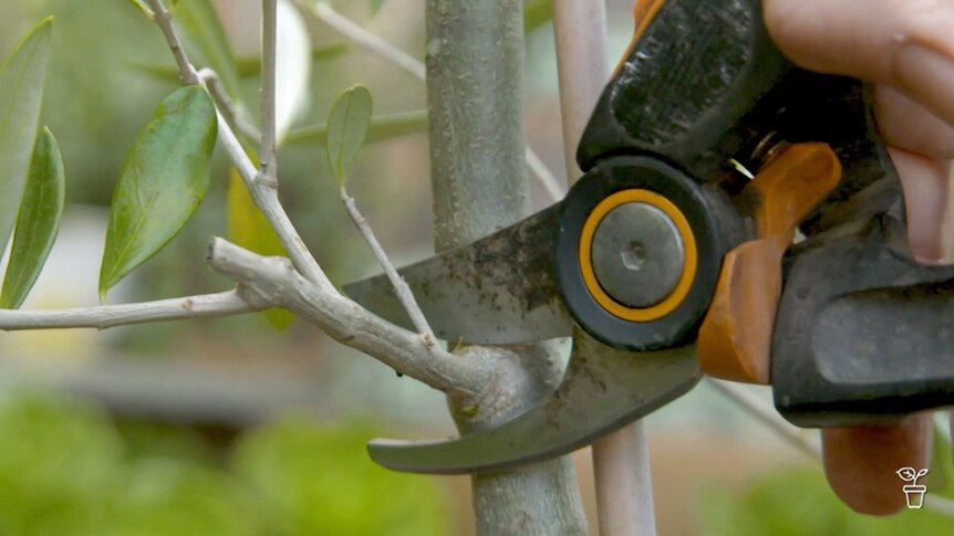 Secateurs pruning an olive tree.