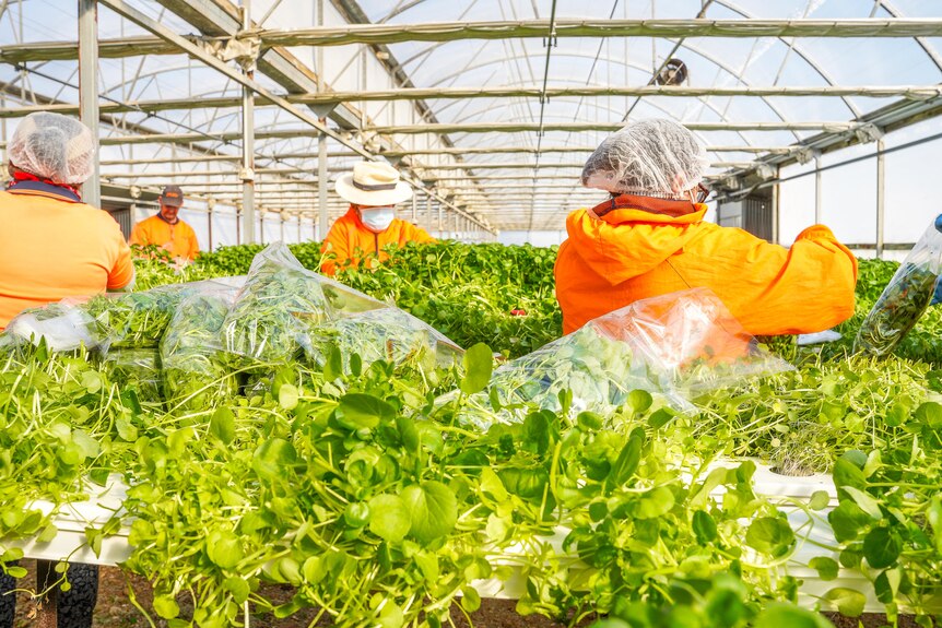Greenhouse workers in bright shirts and hair nets cutting packing herbs.