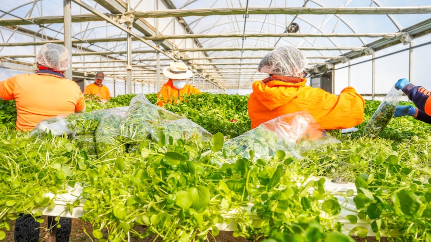 Workers wearing fluro shirts, hair nets, cut water cress in large greenhouse