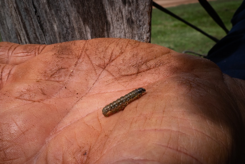 A dirty covered hand holding a small caterpillar
