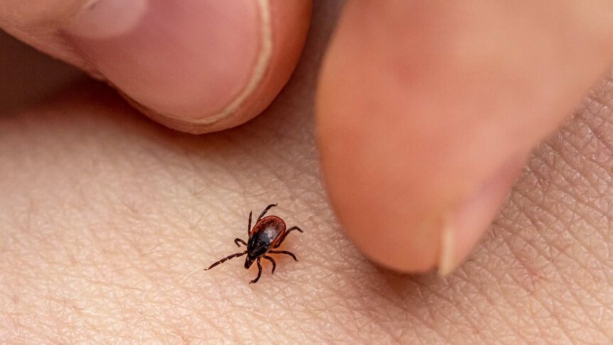 Person holding a small tick