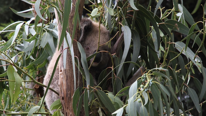 A koala hides behind leaves and snuggles into a crook in a eucalyptus tree.
