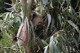 A koala hides behind leaves and snuggles into a crook in a eucalyptus tree.