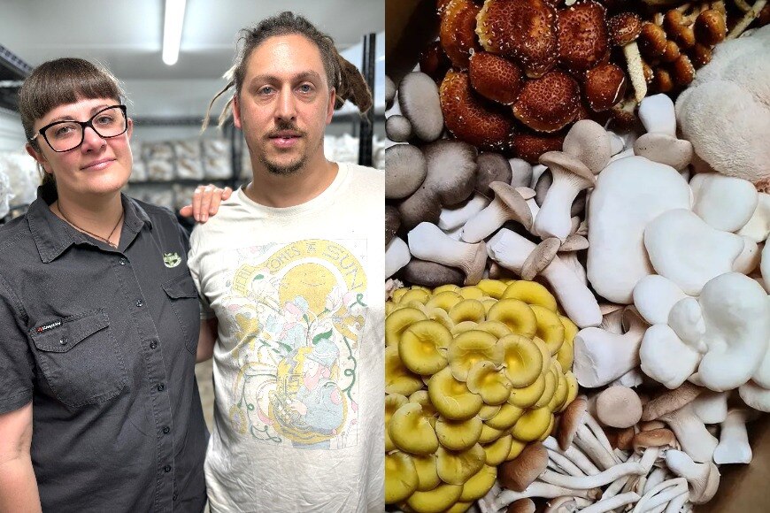 A split image of a young man and woman in a cool room, and the view inside a box full of colourful mushrooms.