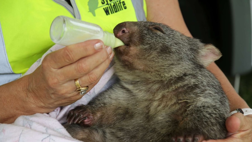 A wombat is fed from a bottle by a woman.