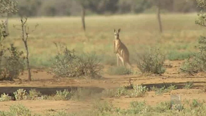 Farmers plagued by kangaroos