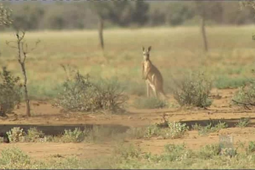 Farmers plagued by kangaroos