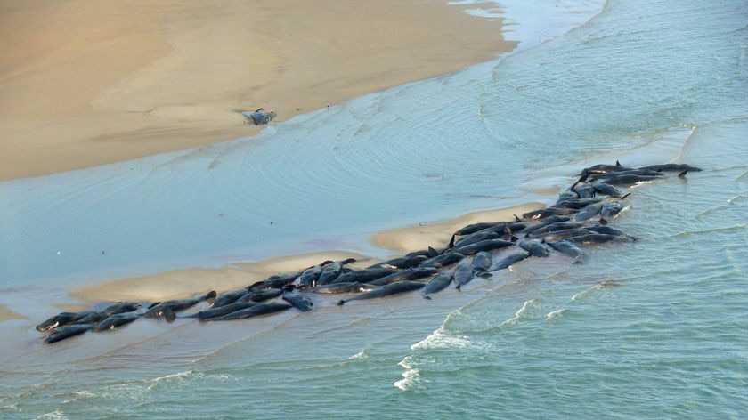 The whales are stranded on Perkins Island in north-west Tasmania.