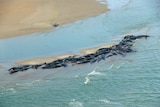 The whales are stranded on Perkins Island in north-west Tasmania.