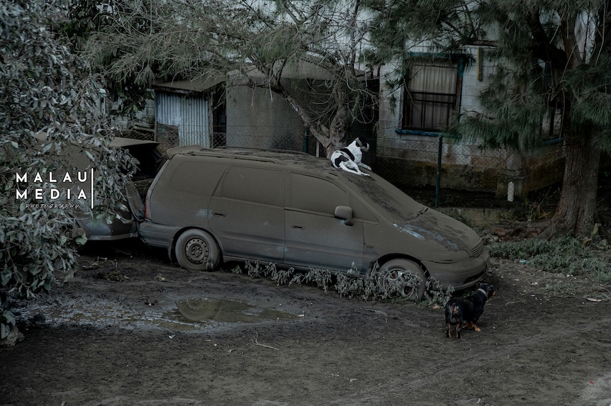 Clean dog sits on top of a van covered in blackened volcacnic ash. 