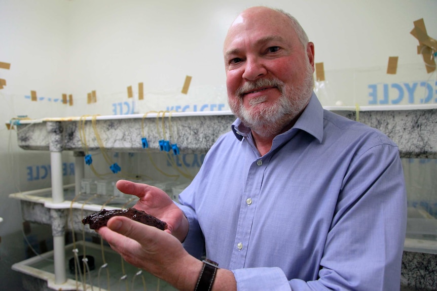 David Glanzman in a laboratory holding a large sea snail.