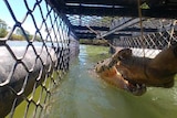 A crocodile in the water, trapped in a cage.
