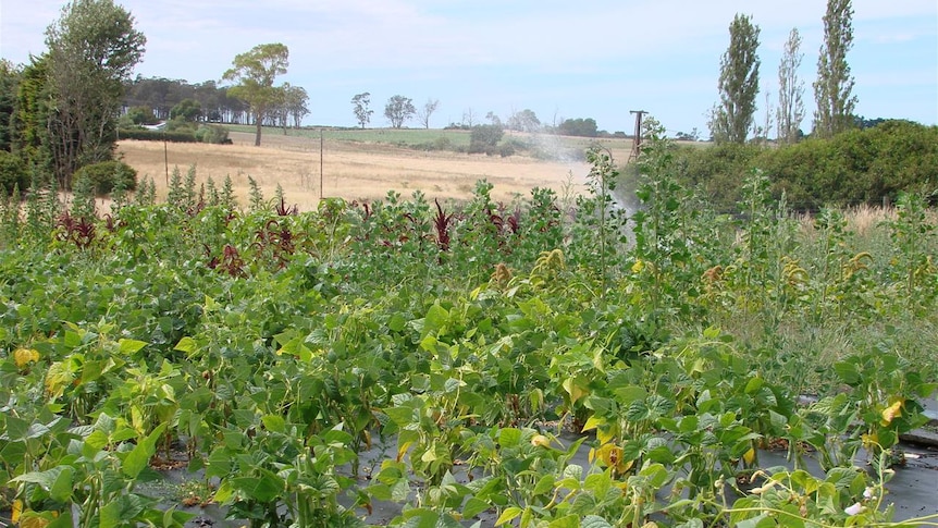 Tasmanian trials of sub-tropical summer crop plants