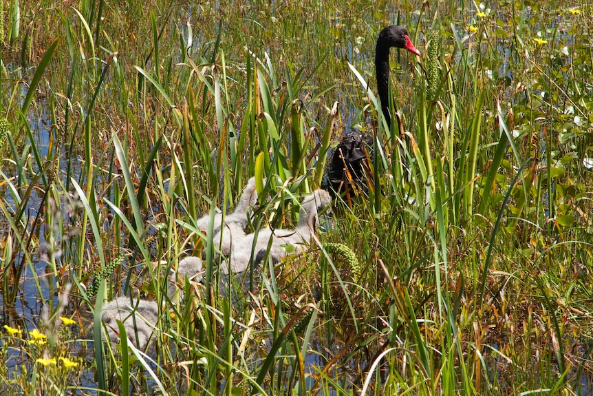 A black swan leads its white fluffy duckings through long grass on a sunny blue sky day,